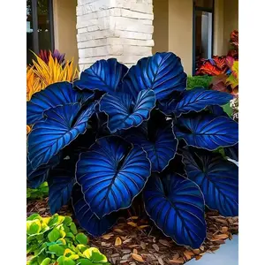 700 Blue Hosta Seeds – Rare Cool-Toned Leaves for a Serene and Elegant Garden