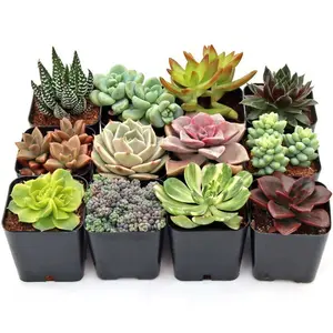 Assorted Succulent Pack