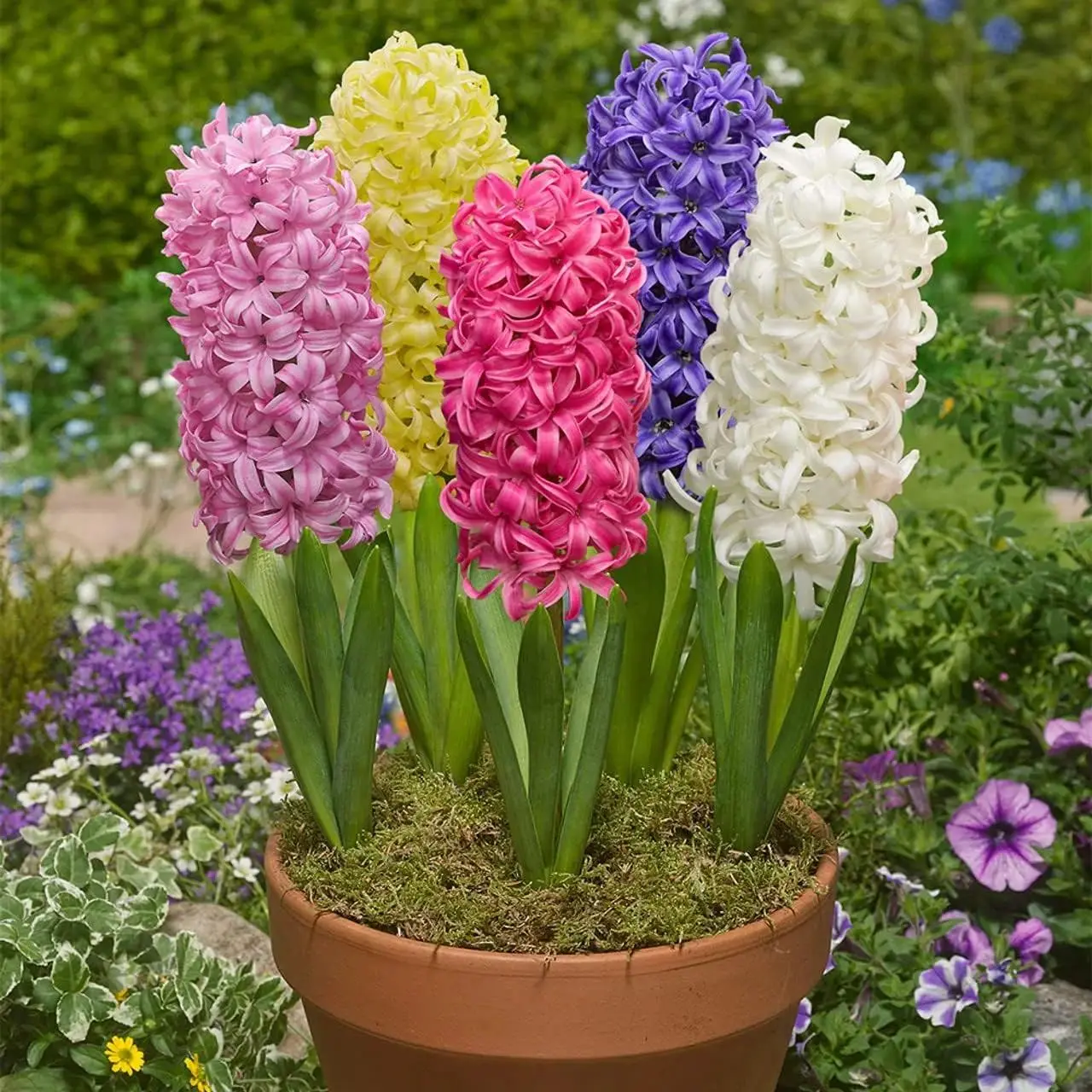 Hyacinth Seeds Pack – Fragrant Blooms, Colorful Flowers, Beginner-Friendly Non-GMO, Easy to Grow for Garden & Pots, Both Indoor/Outdoor Spring Blooming Ornamental Flower, Perfect Gift for Garden Lovers, Healthy And Beautiful Blooms
