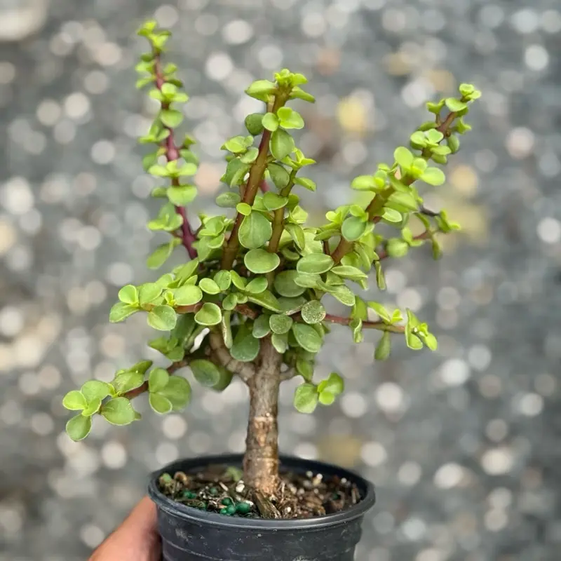 Elephant Bush Jade Bonsai 4” Pot Houseplant Portulacaria afra Indoor Plant Beginner Friendly Topiary Tree Low Maintenance Succulent