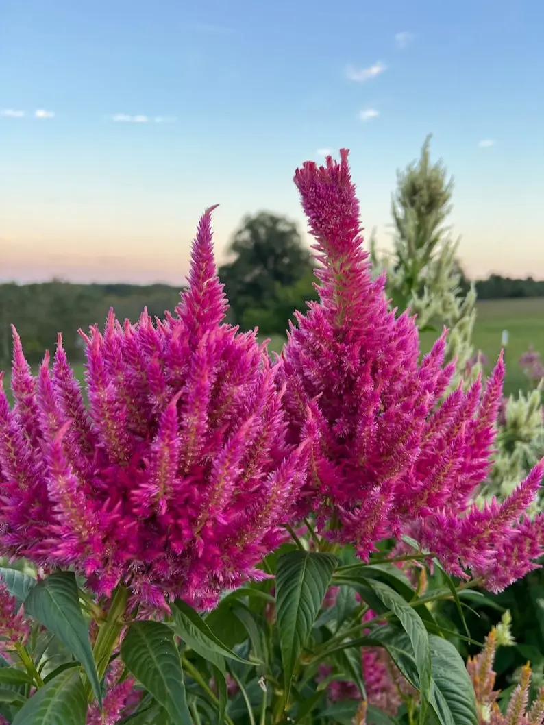 Summer Sherbet Celosia Seed, 50 Seeds Rainbow Sherbet Plume Celosia