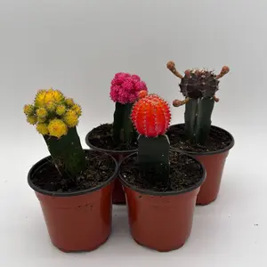 Grafted Cactus Gymnocalycium Mihanovichii 4" Pot Collector's Plant Cacti Yellow Rainbow Beginner Friendly Houseplant