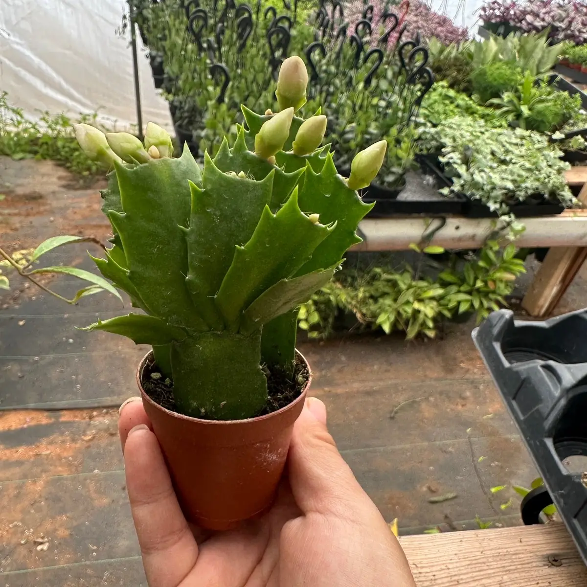 Thanksgiving cactus 2” pot