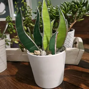 Stained glass snake plant