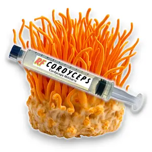 Cordyceps (Cordyceps Militaris) Liquid Culture