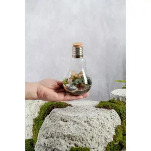 Lightbulb Terrarium