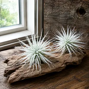 Tillandsia Tectorum Ecuador
