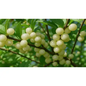 "Jules" White Nanking Cherry