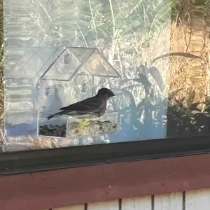 Bird Feeder, Transparent Window Hanging Bird Feeder House, Suction Cups Mounted Outdoor Hanging Feeders, Floating Bird House, Pet Supplies, Front Porch Decor