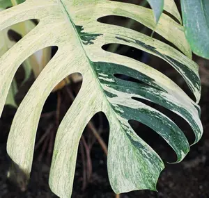 Monstera Mint starter plant