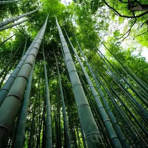 Lucky Bamboo Seed  - Houseplants for Home Decor, Privacy Hedge, Windbreak, Landscaping, Bamboo Plant, Indoor Low Light Plants, Feng Shui, Symbol of Luck & Prosperity