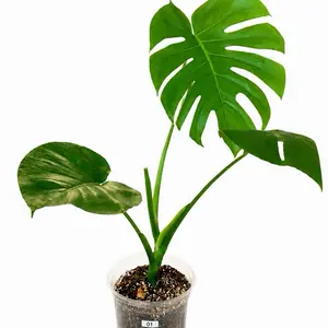 #1 Monstera Deliciosa Rehabilitada– Hoja Fenestrada Grande | Planta Tropical de Interior