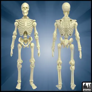 Super Articulated 8 Inch Skeleton Action Figure
