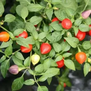 Tennessee Teardrops' Hot Pepper SEEDS (Capsicum annuum) ,Medium hot