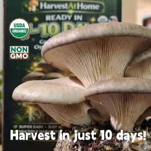 Organic Oyster Mushroom Grow Kit, Harvest Gourmet Mushrooms In 10 Days,Certified, Non-GMO,Deals For You Days
