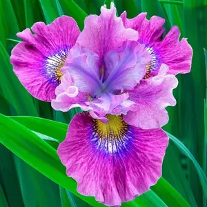 50 Heirloom Iris Seeds Fragrant Flower Plant (much less money than bulbs) - FRESH SEEDS - Limited Supply - Order Soon - Thank You