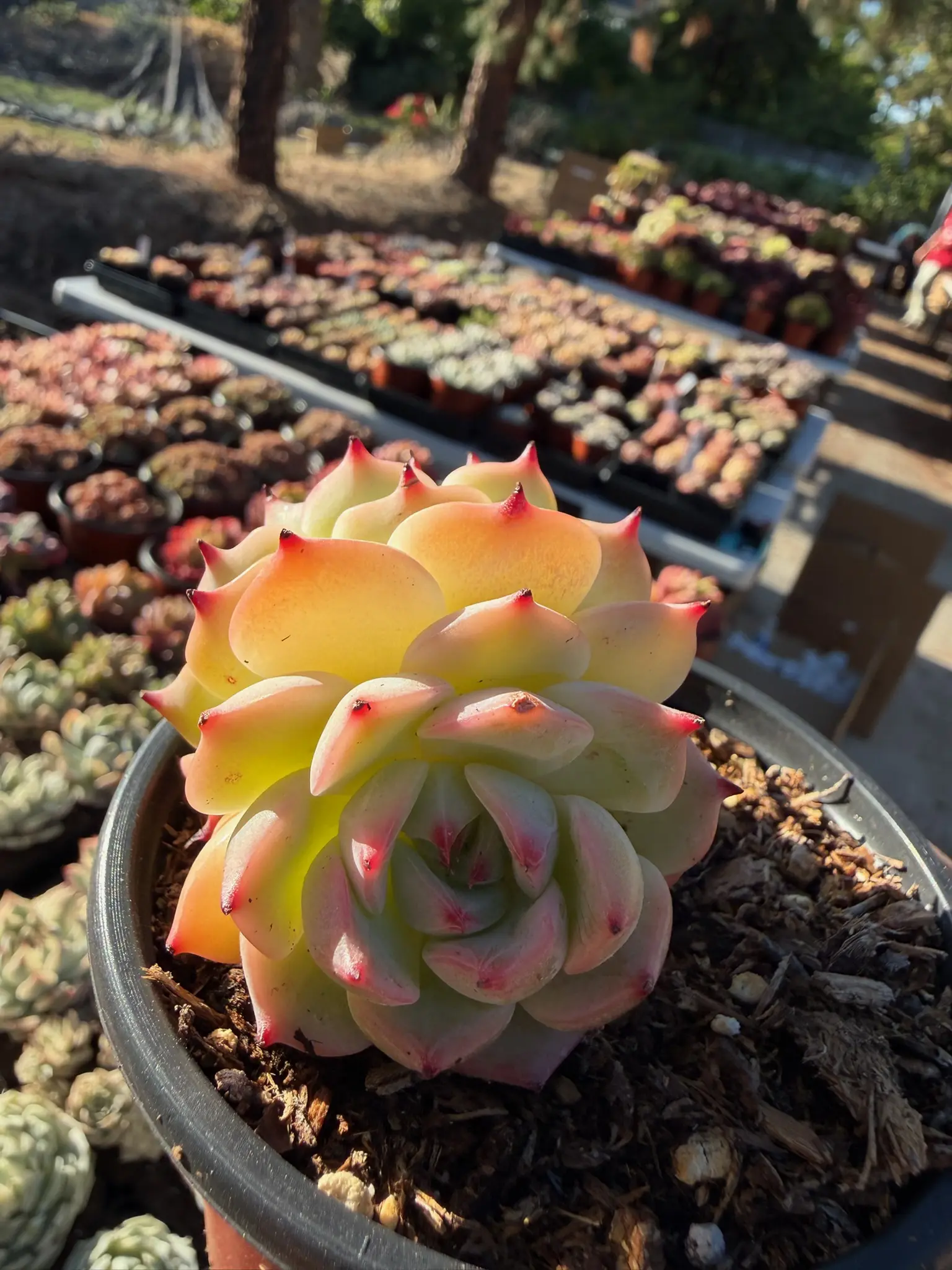 Echeveria 'Osca' Double Head (around 4'') - Bare Root Succulents - Terra Tales
