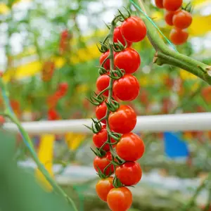 200 Vine Cherry Tomato Seeds Sweet Cluster Mini Tomatoes for High Yield Garden Harvests Easy to Grow in Containers or Garden Beds Perfect for Salads and Fresh Snacking