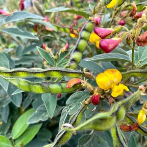 Pigeon Pea 20+ Seeds (Cajanus cajan) – Jamaican Gungo Peas – Heirloom Drought-Tolerant Legume – Dual-Use as Food & Cover Crop