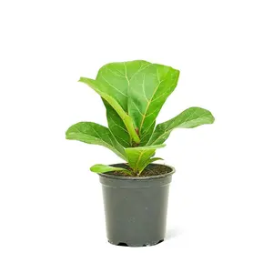 Fiddle Leaf Fig, Small
