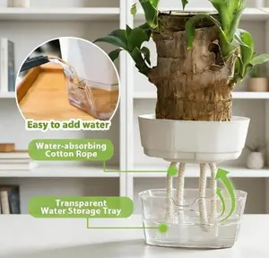 “Lucky Wood” – Brazilwood Blooming Good Luck Tree for Home | Easy Indoor Plant