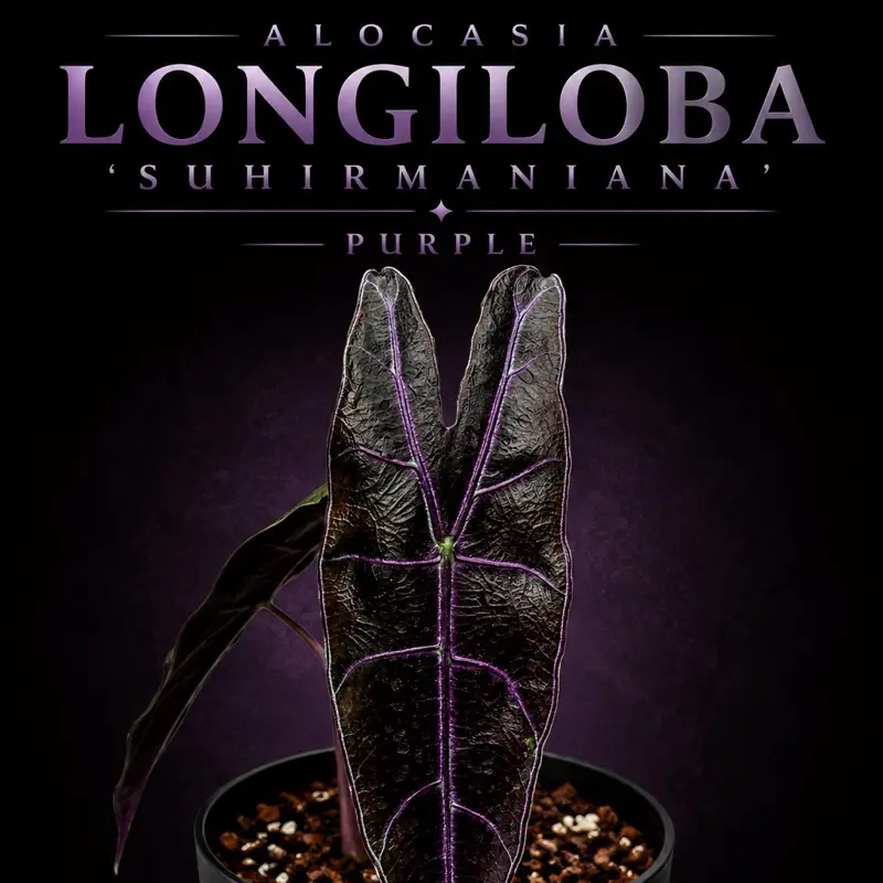 Alocasia Longiloba 'Suhirmaniana' Purple TC