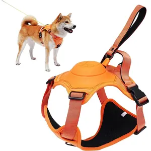 Retractable Leash Set All-in-One
