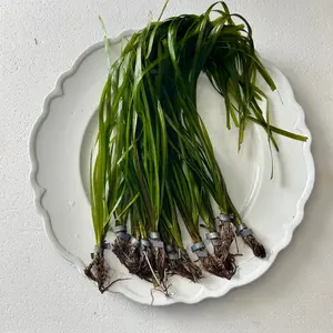 Tofu's Tanks Italian Val Live Aquarium Plant Value Packs-Grows tall quickly! Great background plant for aquascaping freshwater aquariums!