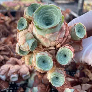 Rare Succulents - Aeonium Greenovia Moonlight Cluster