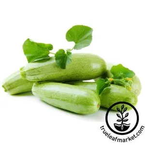 Squash Seeds - Summer - Genovese Zucchini