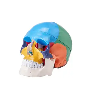【DealsForYouDays】VEVOR Human Skull Model, 3 Parts Human Skull Anatomy, Life-Size Painted Anatomy Skull Model, PVC Anatomical Skull, Detachable Learning Skull Model, for Professional Teaching, Researching and Learning