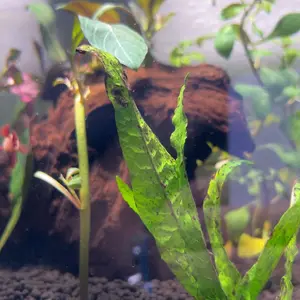 SEAOURA Clip On Aquarium Light for Plants 24/7 Cycle Fish Tank Lights with Timer Full Spectrum  Mode Auto On Off Adjustable Brightness and Height 20W 12inch for 12-20 inch Tank Brightness Fish Tank Light with for Planted Tank Aquatic Life  RGB Led