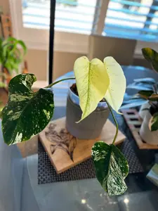 Monstera Mint White Monster - A