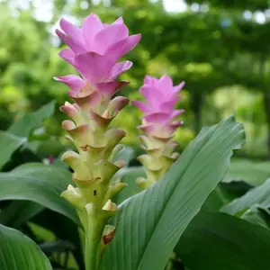 Ginger Curcuma Turmeric Plants 2 Ginger Curcuma Turmeric Plants 4-6 Inch Tall for Planting
