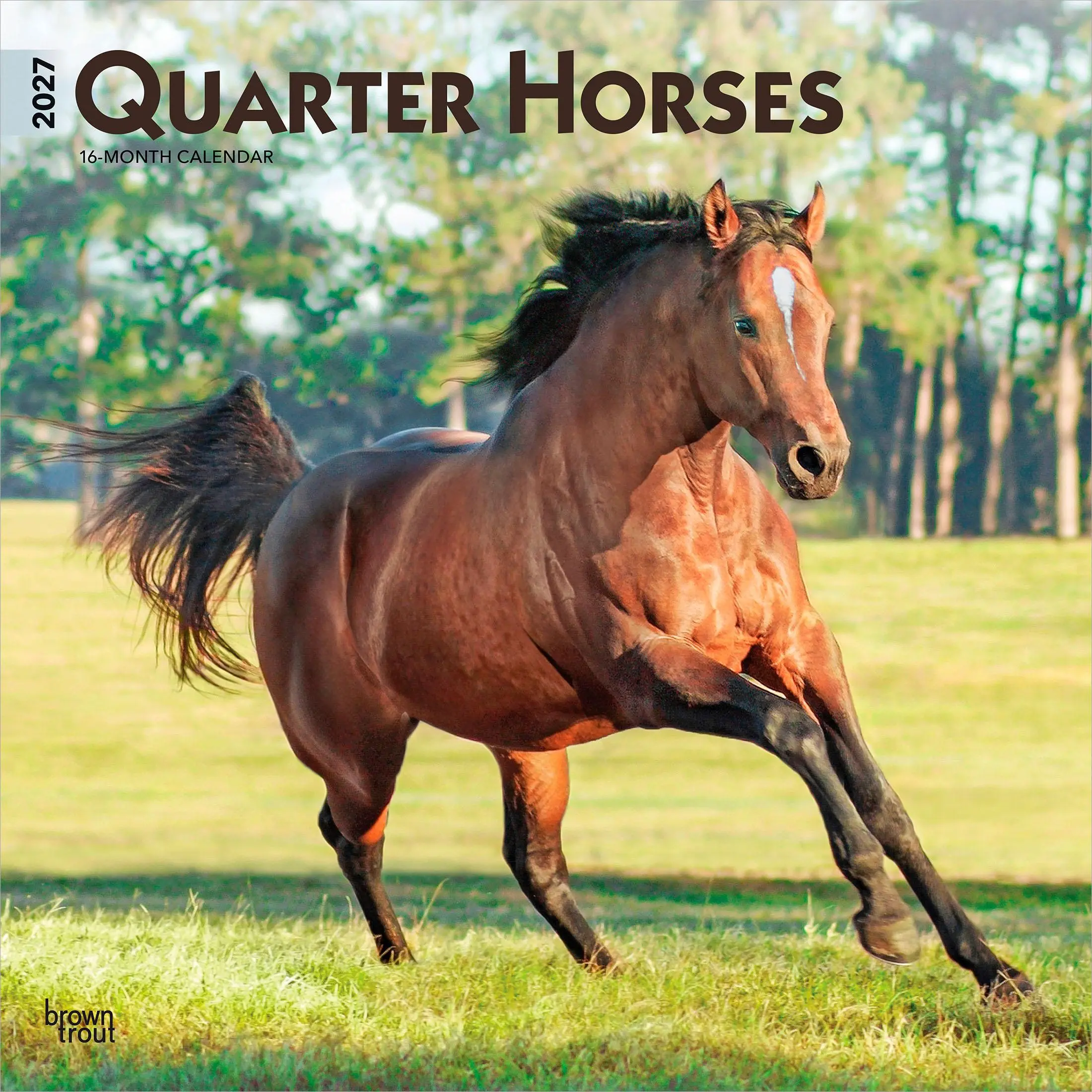Quarter Horses | 2027 12 x 24 Inch (Hanging) Monthly Square Wall Calendar | Plastic-Free | BrownTrout | Animals Equestrian