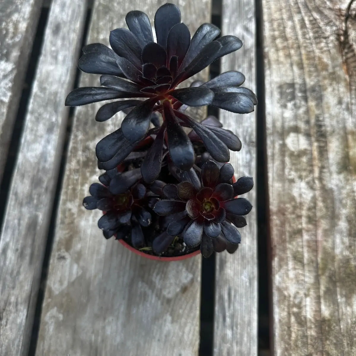 Aeonium black rose 4 in pot