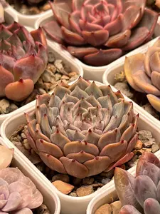 Echeveria 'Rio Heart'