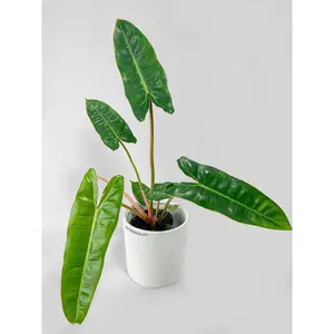 Philodendron 'Billietiae'