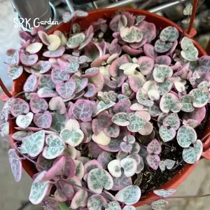 Variegated String of Hearts - live plants