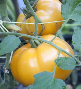 Yellow Brandywine Tomato - 75+ seeds