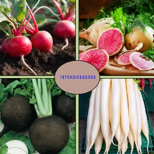 800+ Radish Seeds Variety Pack 4 Individual Packs Cherry Belle Daikon Black Spanish Watermelon Radish Non-GMO USA-Grown Heirloom Vegetable Seeds for Home Garden Planting