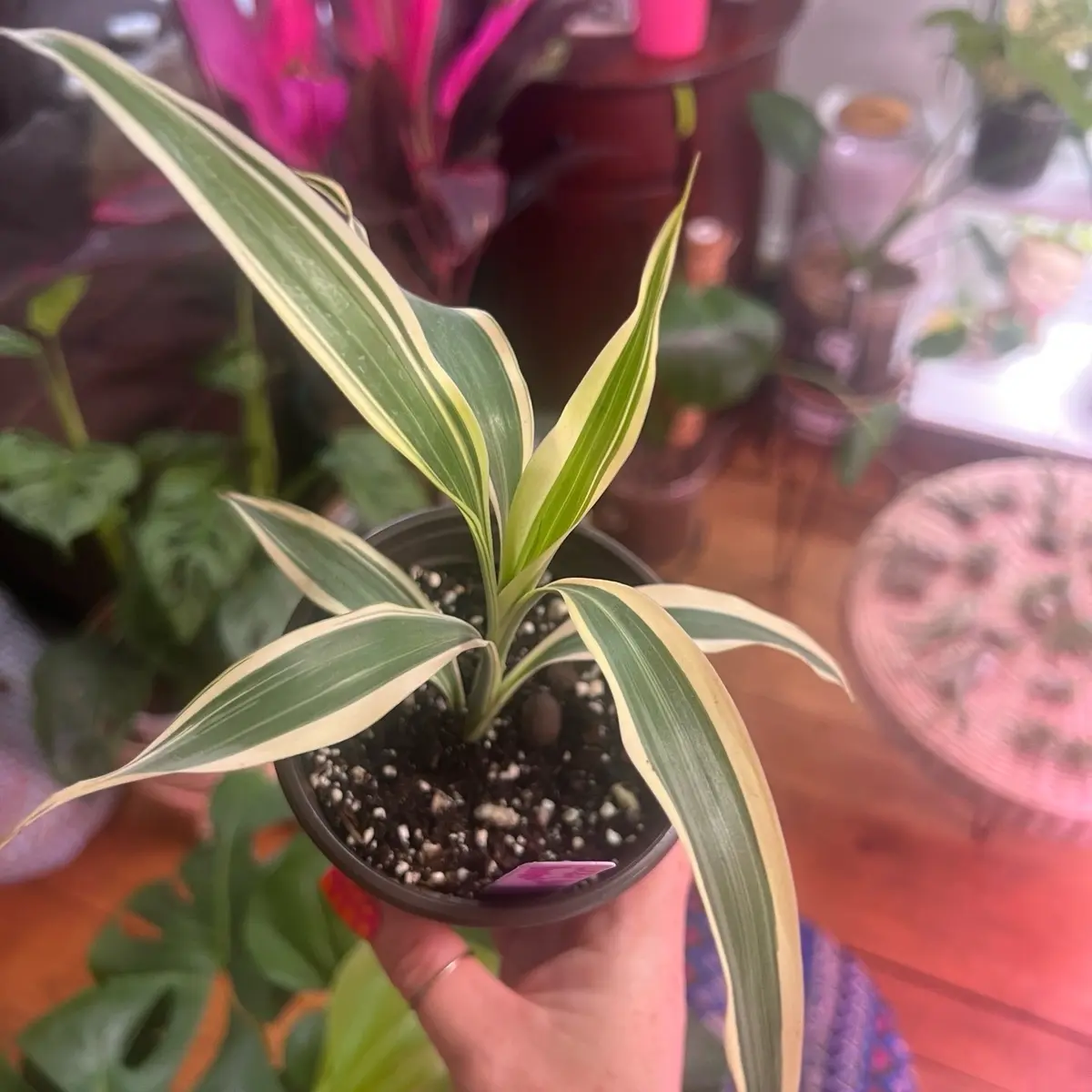 Lucky bamboo