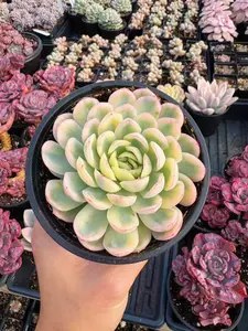 Echeveria Variegated Strawberry Ice - April Farm/Rare Succulent