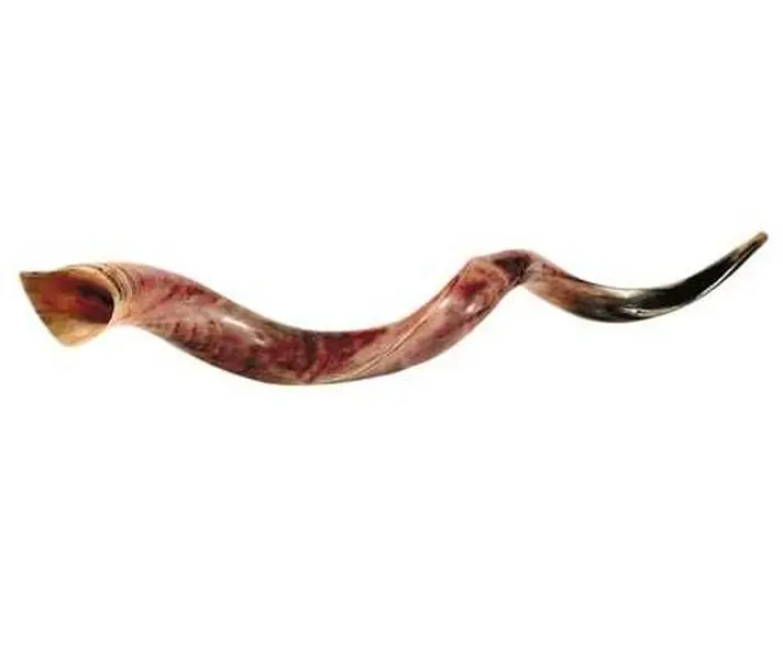Holy Land Gifts Jumbo Yemenite Shofar, 40 - 43 in. Organic Kudu Horns, Natural Biblical Trumpet for Worship & Home Decor