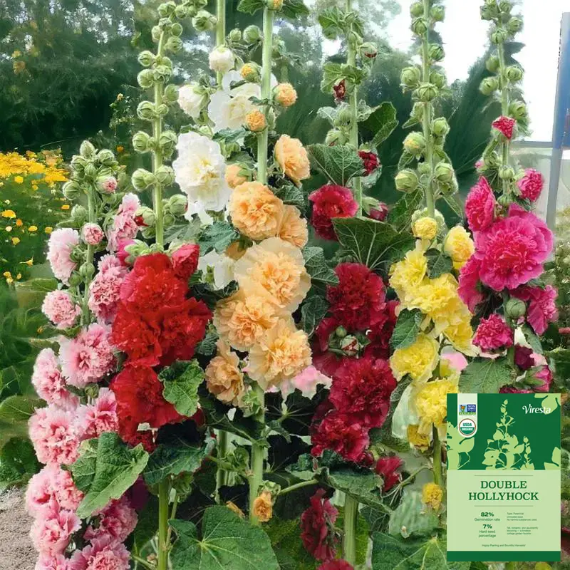 [Germinate or Refund Promise] 500pcs Double Hollyhock 'Radiant Rose' Seeds, Mixed Colors, Non-GMO Heirloom Hardy Biennial, Tall Vibrant Blooms for Outdoor Garden, Flower Pot Decor & Pollinator Garden