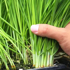 Garlic Chives Seeds 500 Seeds for Home Garden Planting Perennial Vegetable with Long Green Leaves Easy to Grow and Maintain