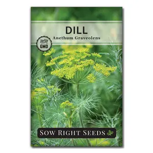 Dill Seeds