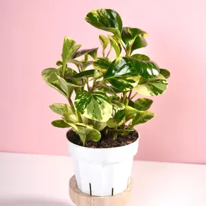 Peperomia “Marble” - 6” Pot
