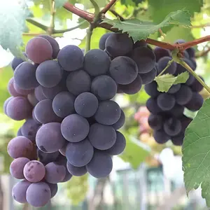 Kyoho Grape Vine Seedlings – Home Garden Fruit Plant, Easy to Plant, Backyard Vineyard, Outdoor Growing, Fresh Grape Harvest, Patio Garden Vine