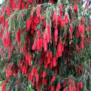 50 WEEPING BOTTLEBRUSH Flower Tree Seeds Garden Plant (Callistemon viminalis)